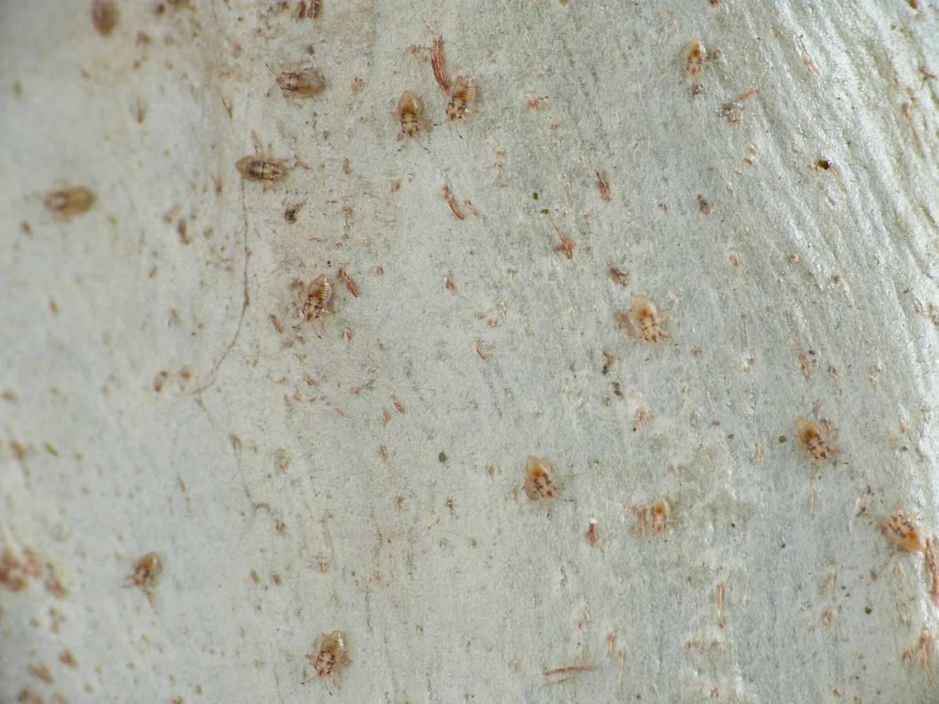Invasione di Thaumastocoris peregrinus  a Ostia (RM)